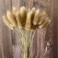 Dried Bunny Tail Grass